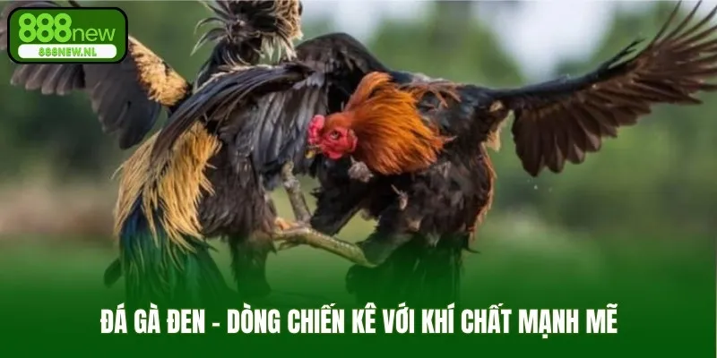 Đá gà đen - Dòng chiến kê với khí chất mạnh mẽ